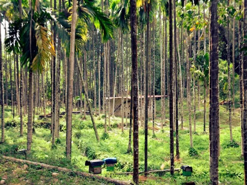 Lose Yourself In Natures Luxury Kalikavu India