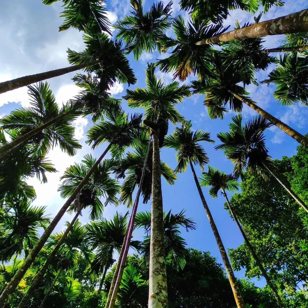 Lose Yourself In Natures Luxury Kalikavu India