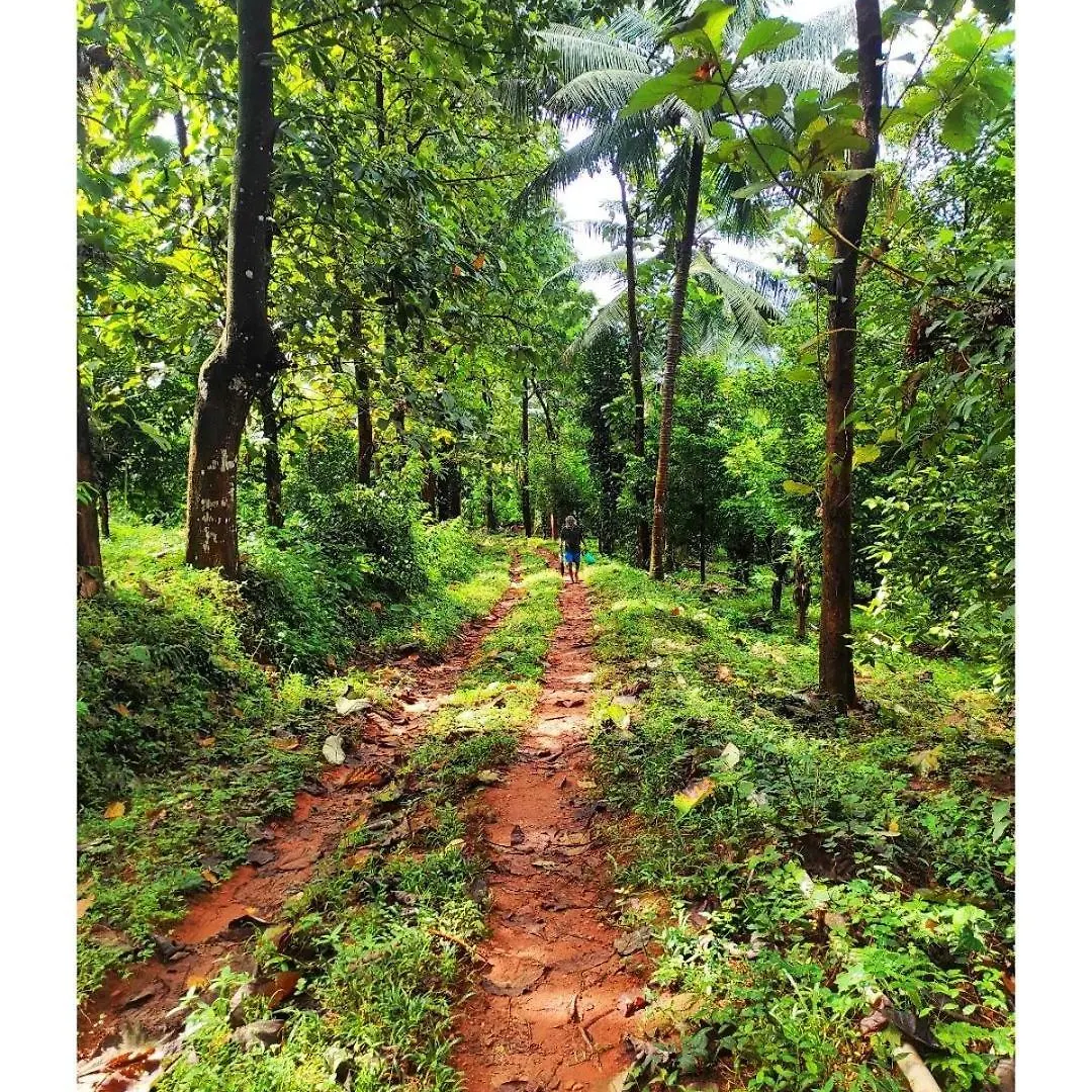 Lose Yourself In Natures Luxury Kalikavu